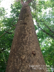 Albizia niopoides