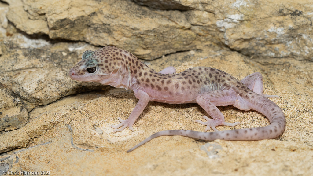 Reticulate Banded Gecko