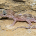 Reticulated Gecko - Photo (c) Chris Harrison, some rights reserved (CC BY-NC), uploaded by Chris Harrison