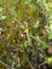 Xyris montana