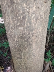 Albizia niopoides