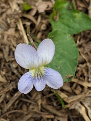 Viola nephrophylla