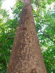 Albizia niopoides