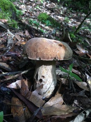 Boletus variipes