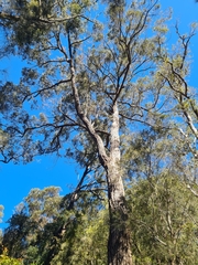 Eucalyptus paniculata