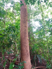 Albizia niopoides