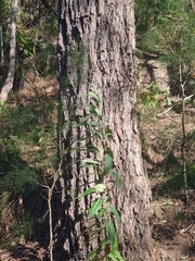 Eucalyptus paniculata