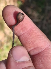 Eucalyptus paniculata