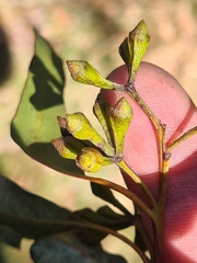 Eucalyptus paniculata