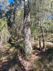 Eucalyptus paniculata
