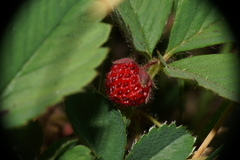 Fragaria cascadensis