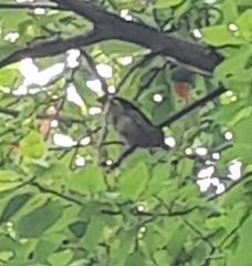 Coccothraustes coccothraustes