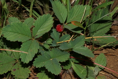 Fragaria cascadensis