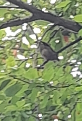 Coccothraustes coccothraustes