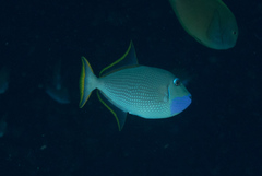 Xanthichthys auromarginatus