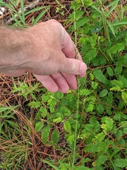 Liatris pauciflora pauciflora