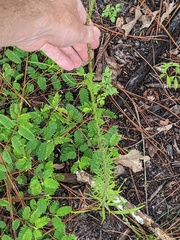 Liatris pauciflora pauciflora