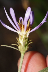 Eucephalus ledophyllus