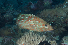 Anyperodon leucogrammicus