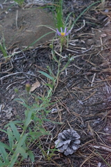 Eucephalus ledophyllus