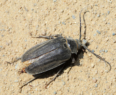 Prionus insularis
