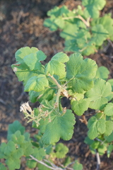 Ribes viscosissimum