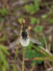 Systoechus candidulus