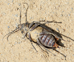 Prionus insularis