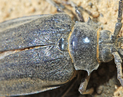 Prionus insularis
