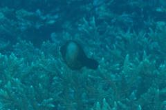 Amanses scopas
