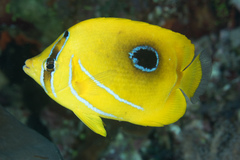Chaetodon bennetti