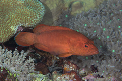 Cephalopholis spiloparaea