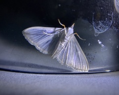 Diaphania costata