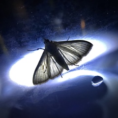 Diaphania costata