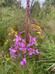 Chamaenerion angustifolium