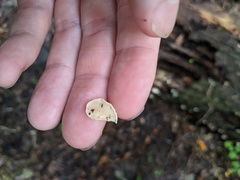 Panellus pusillus