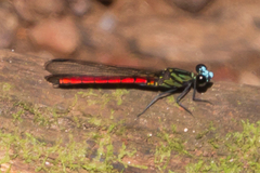 Chlorocypha trifaria