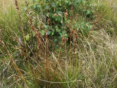 Juncus squarrosus