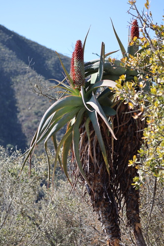 Aloe speciosa Baker