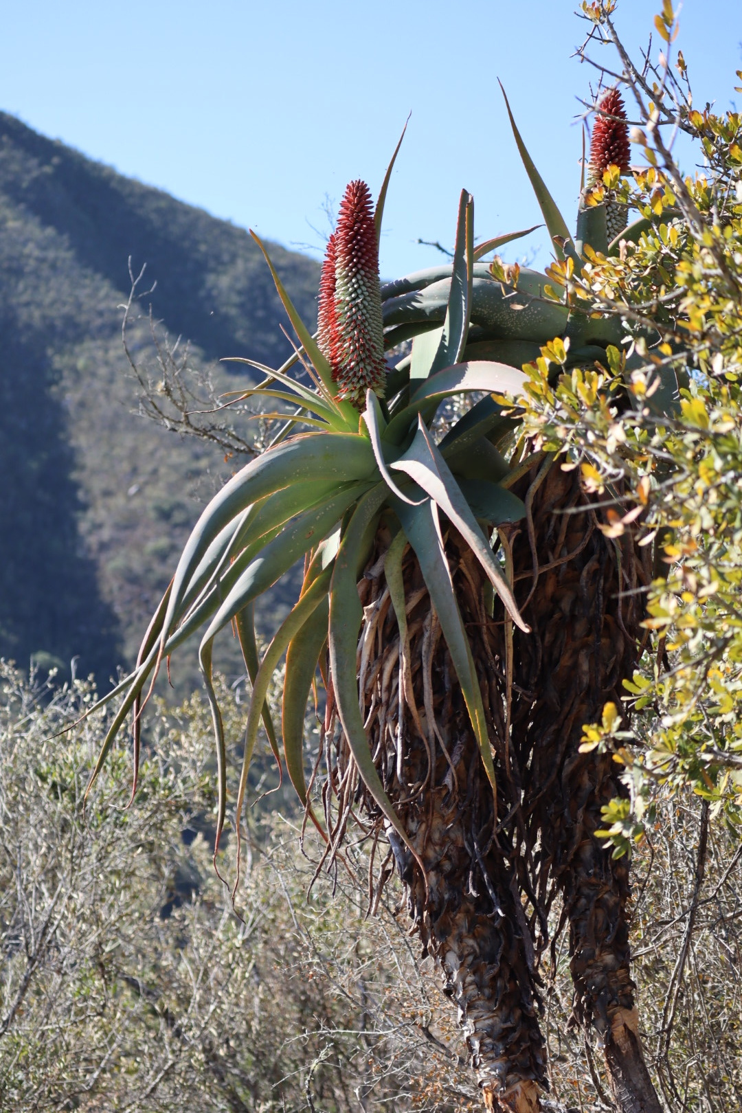 Aloe speciosa