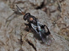 Cheiropachus quadrum