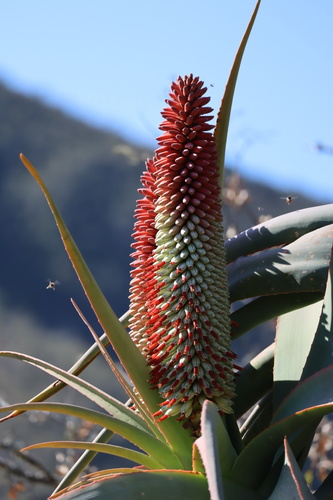 tilt-head aloe