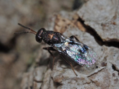 Cheiropachus quadrum