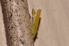 Reuplemmeles hobartensis