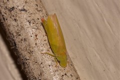 Reuplemmeles hobartensis