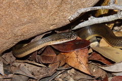 Lycodonomorphus laevissimus