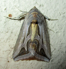 Cuneisigna rivulata