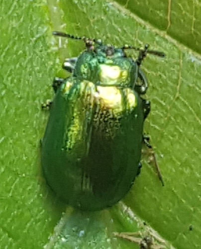 Žaliasis Girinukas nuotrauka