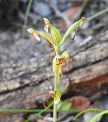 Habenaria arenaria