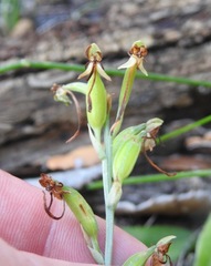 Habenaria arenaria